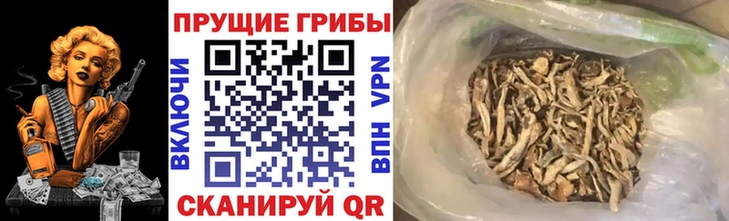 Псилоцибиновые грибы Cubensis  Кинешма 